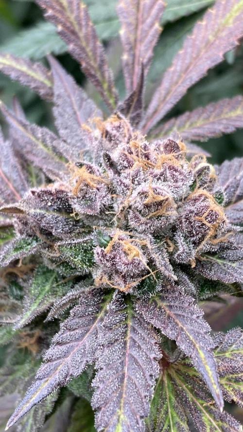 BlackCherry Punch (In House Genetics). Week 19