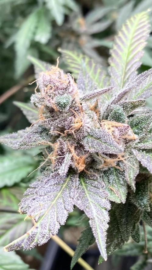 BlackCherry Punch (In House Genetics). Week 19