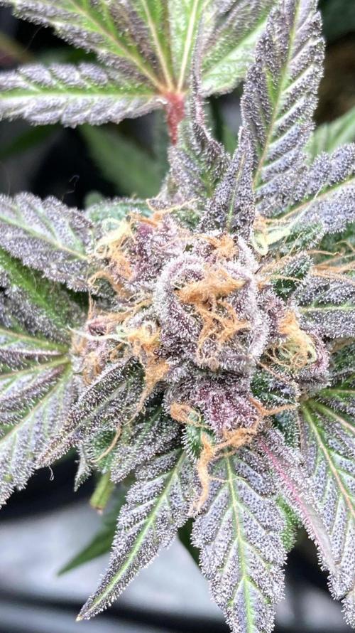 BlackCherry Punch (In House Genetics). Week 19