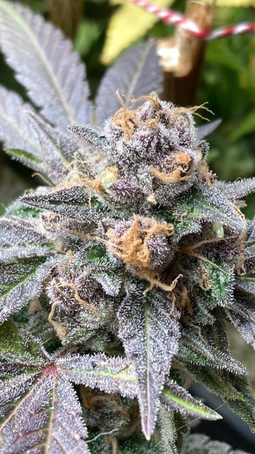 BlackCherry Punch (In House Genetics). Week 19
