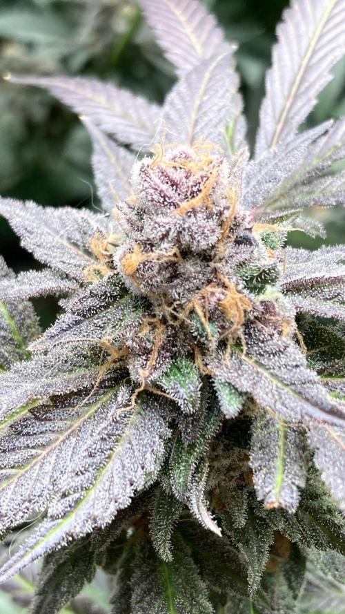BlackCherry Punch (In House Genetics). Week 19