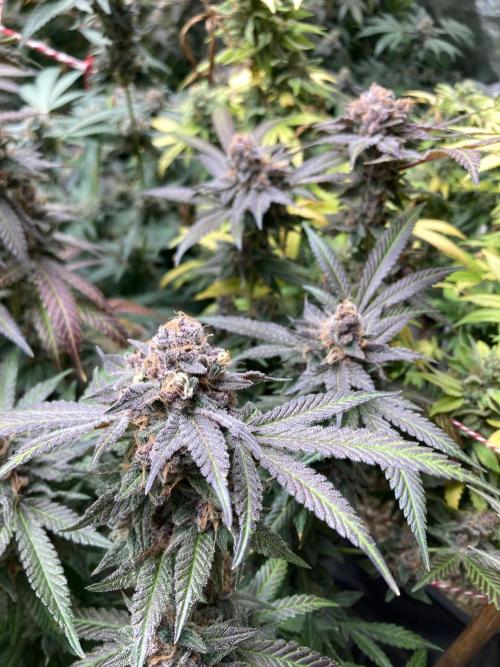 BlackCherry Punch (In House Genetics). Week 19