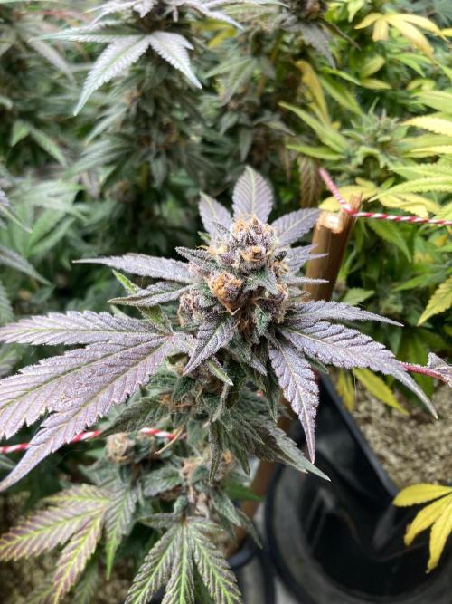 BlackCherry Punch (In House Genetics). Week 19