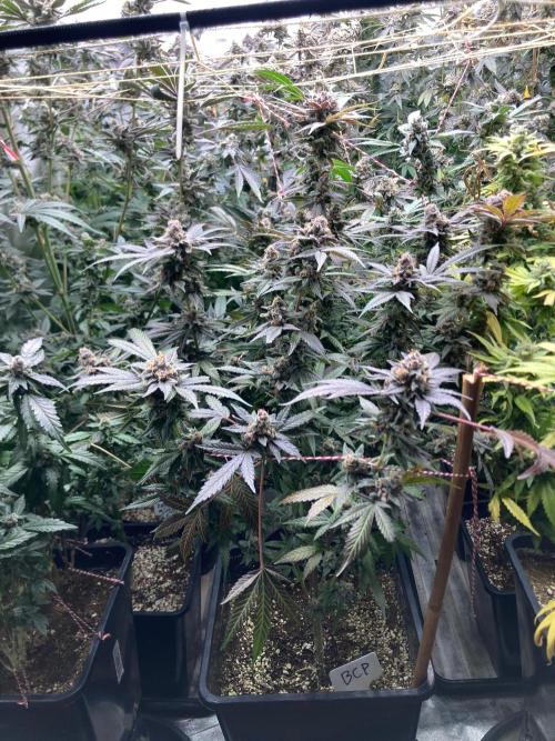 BlackCherry Punch (In House Genetics). Week 19
