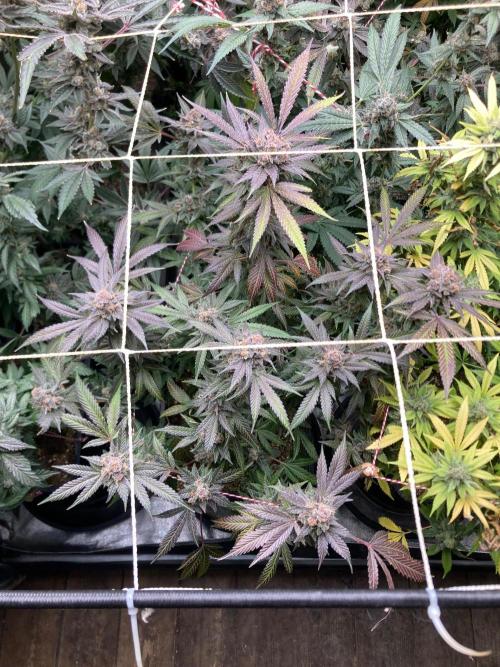 BlackCherry Punch (In House Genetics). Week 19