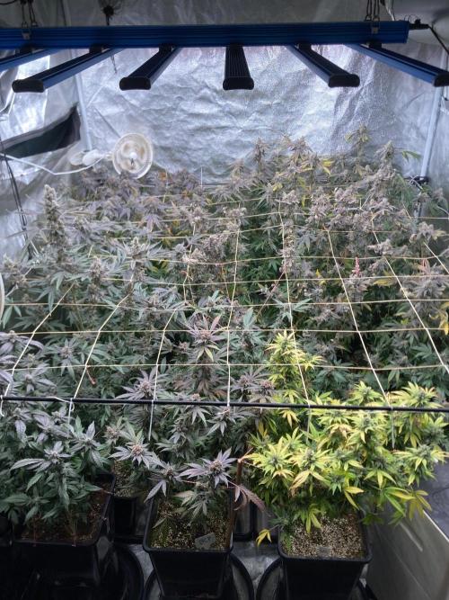 BlackCherry Punch (In House Genetics). Week 19