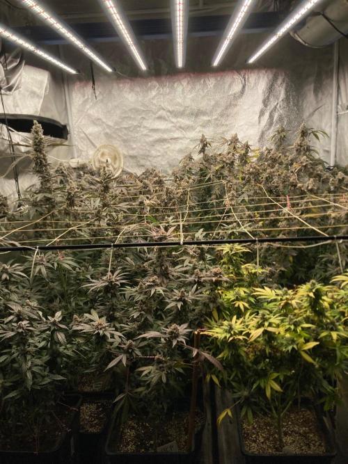BlackCherry Punch (In House Genetics). Week 19
