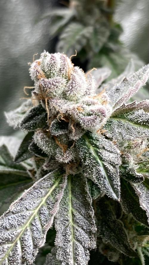 Chrome Dome Clone (Compound Genetics). Week 11