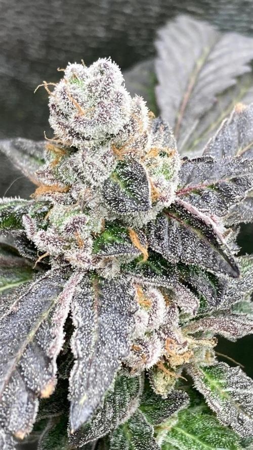 Chrome Dome Clone (Compound Genetics). Week 11