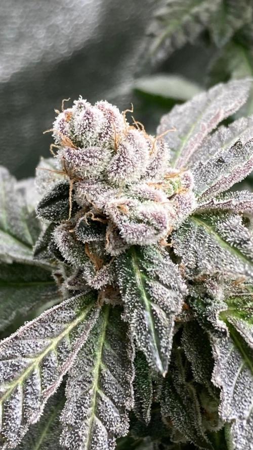 Chrome Dome Clone (Compound Genetics). Week 11