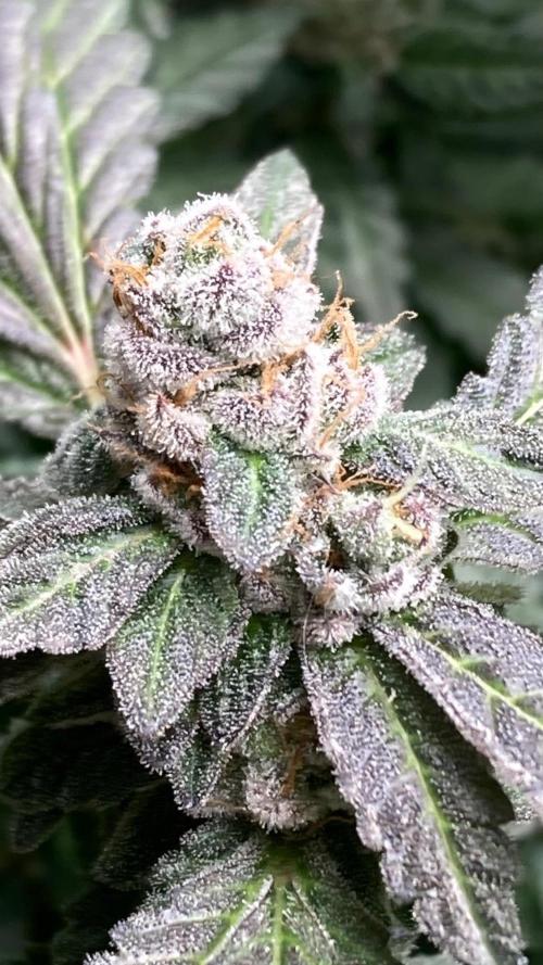 Chrome Dome Clone (Compound Genetics). Week 11
