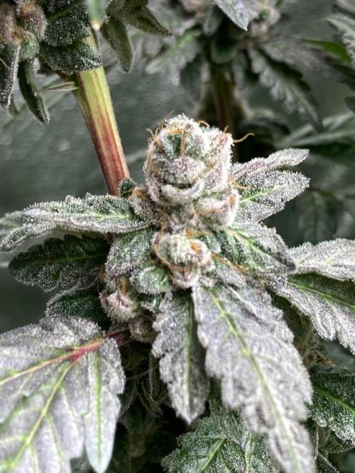 Chrome Dome Clone (Compound Genetics). Week 11
