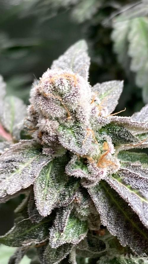 Chrome Dome Clone (Compound Genetics). Week 11