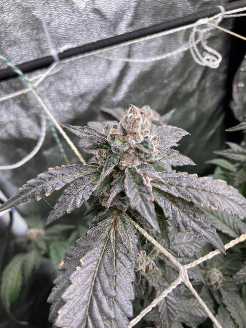 Chrome Dome Clone (Compound Genetics). Week 11