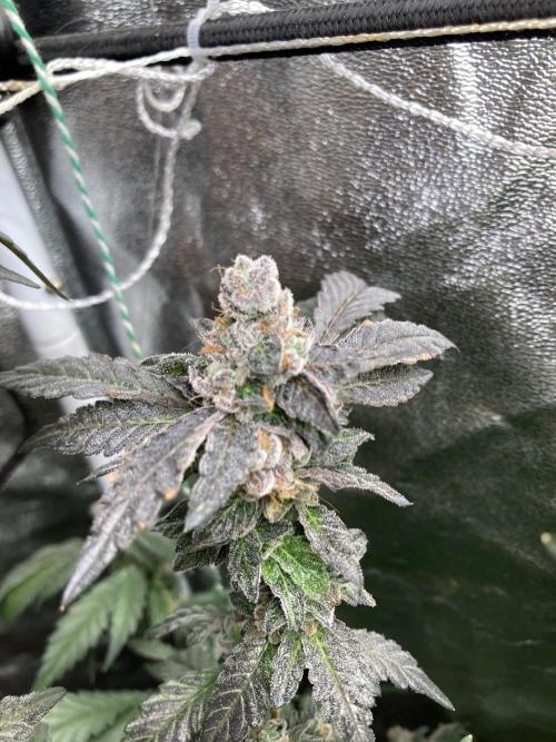 Chrome Dome Clone (Compound Genetics). Week 11