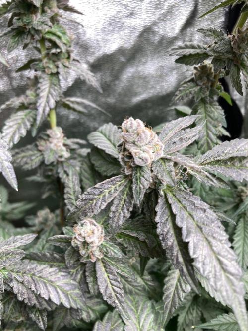 Chrome Dome Clone (Compound Genetics). Week 11