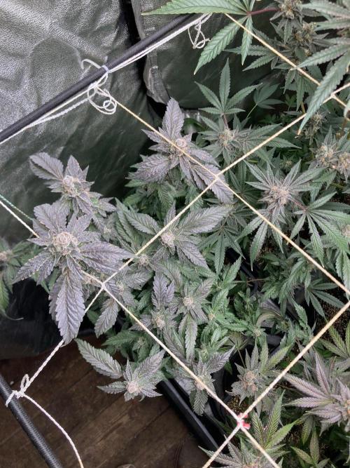 Chrome Dome Clone (Compound Genetics). Week 11