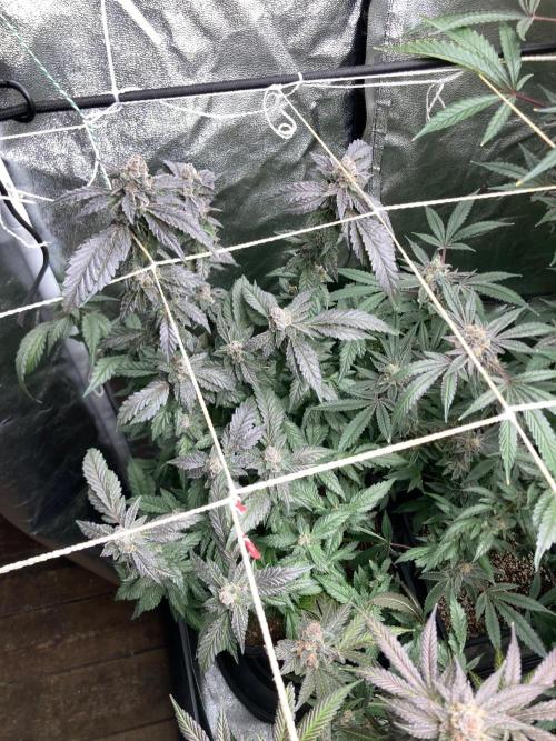 Chrome Dome Clone (Compound Genetics). Week 11