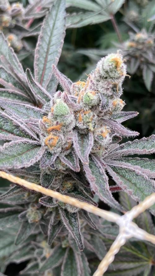 Atomic Jelly (In House Genetics). Week 19