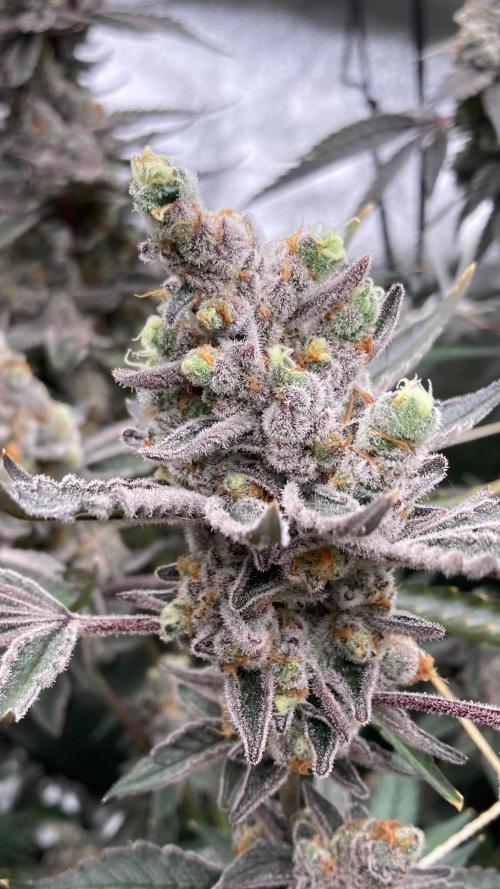 Atomic Jelly (In House Genetics). Week 19
