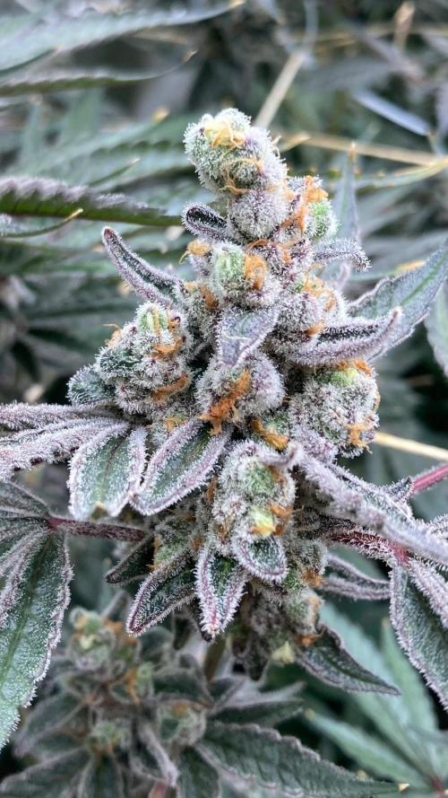 Atomic Jelly (In House Genetics). Week 19