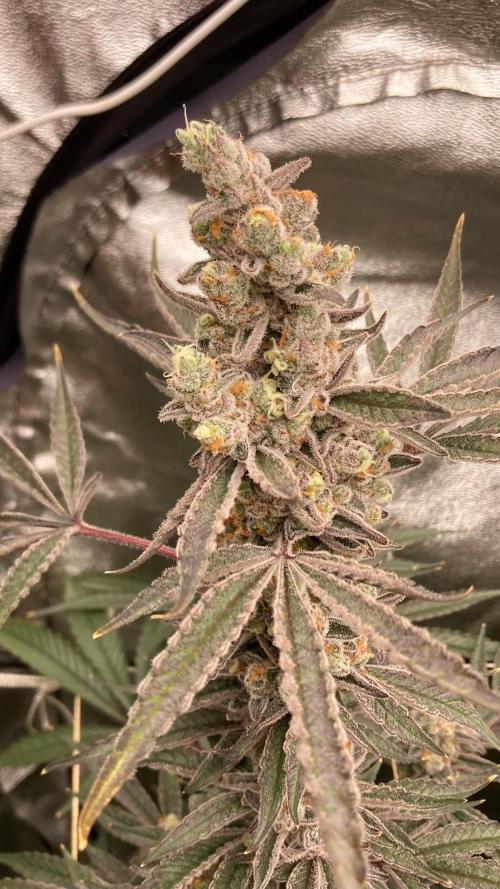 Atomic Jelly (In House Genetics). Week 19