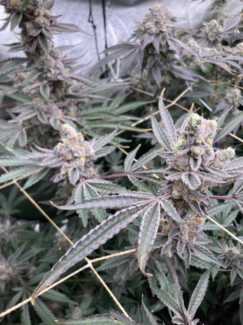 Atomic Jelly (In House Genetics). Week 19