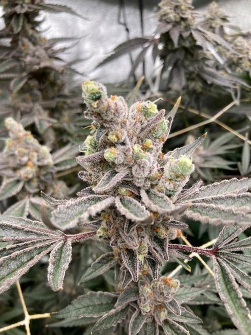Atomic Jelly (In House Genetics). Week 19