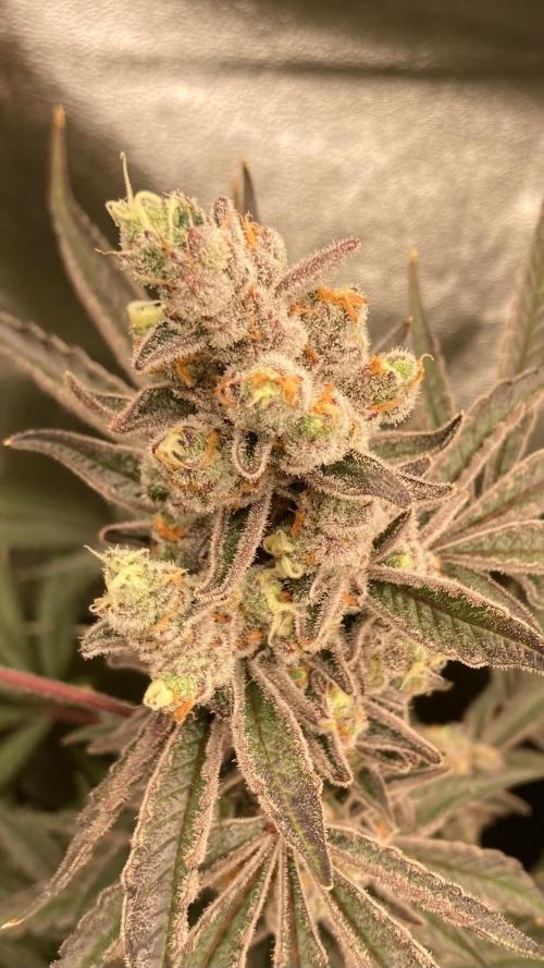 Atomic Jelly (In House Genetics). Week 19