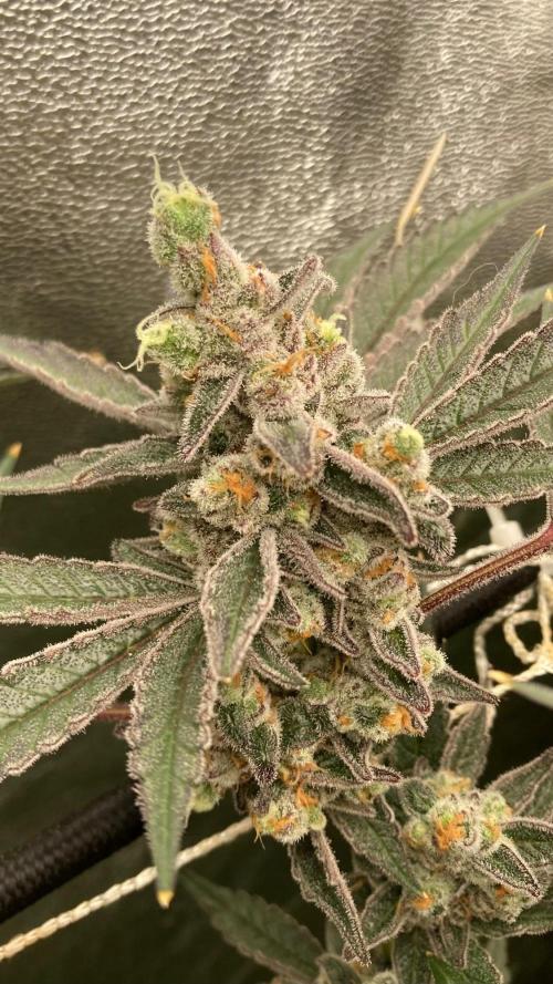 Atomic Jelly (In House Genetics). Week 19