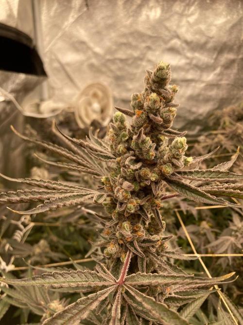 Atomic Jelly (In House Genetics). Week 19
