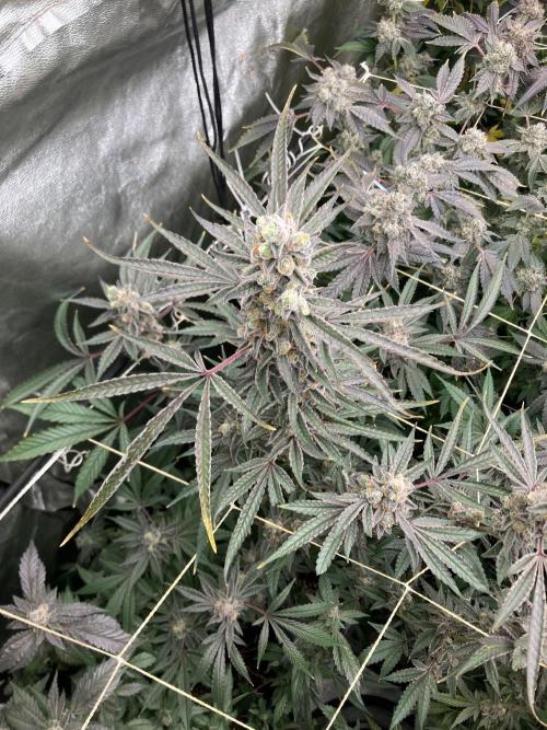 Atomic Jelly (In House Genetics). Week 19