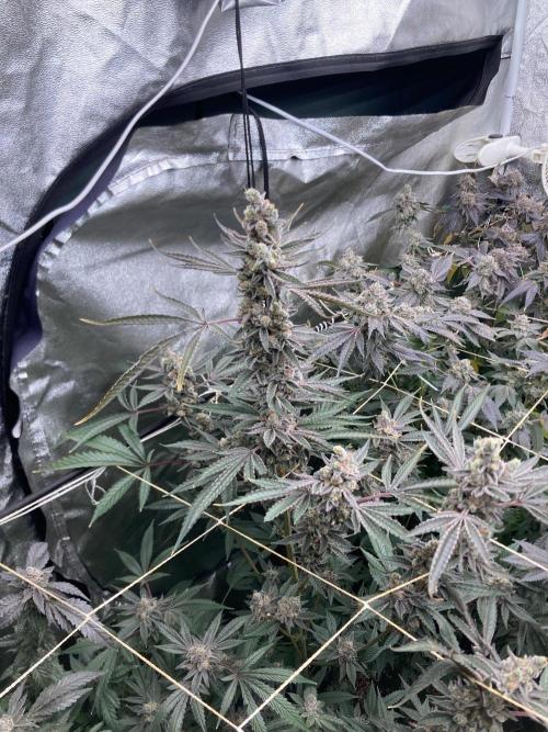Atomic Jelly (In House Genetics). Week 19