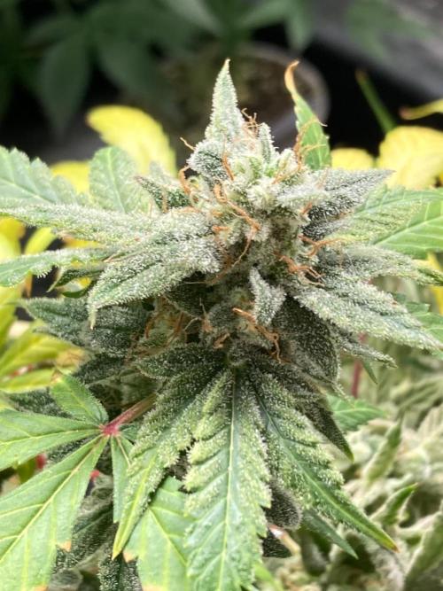 Double Smile (Mephisto Genetics). Week 13