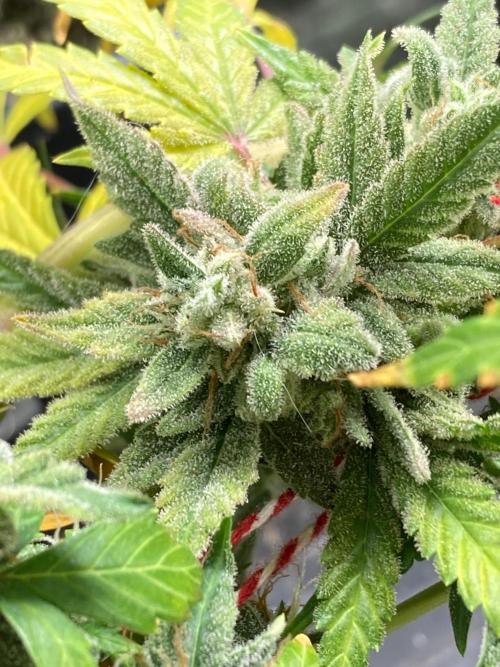 Double Smile (Mephisto Genetics). Week 13