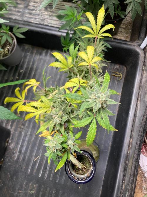 Double Smile (Mephisto Genetics). Week 13