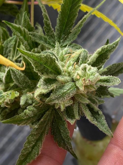 Double Smile (Mephisto Genetics). Week 13