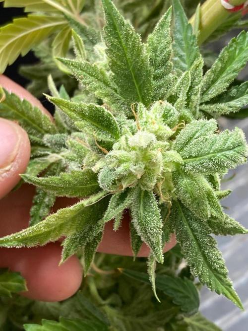 Double Smile (Mephisto Genetics). Week 13