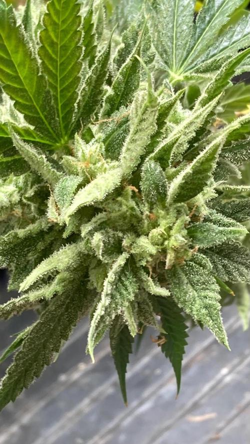 Double Smile (Mephisto Genetics). Week 13