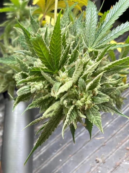 Double Smile (Mephisto Genetics). Week 13