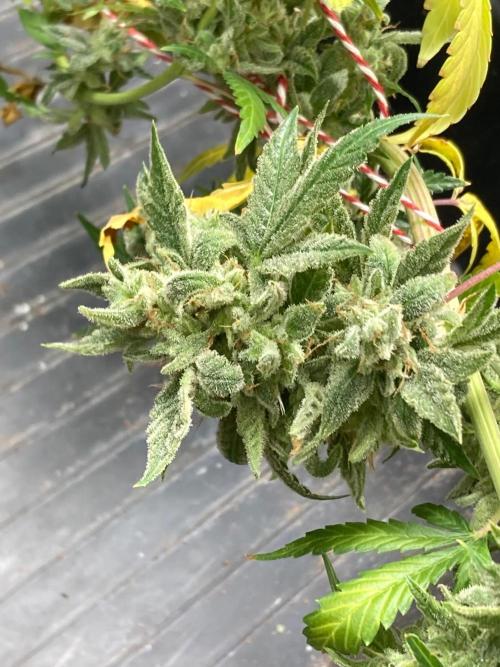 Double Smile (Mephisto Genetics). Week 13