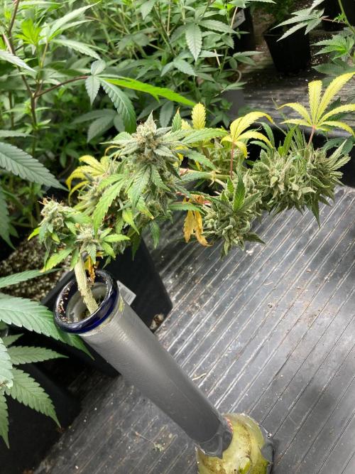 Double Smile (Mephisto Genetics). Week 13