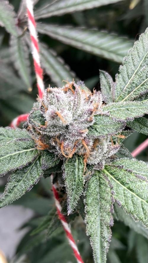Rainbow Marker Clones (Lit Farms). Week 11