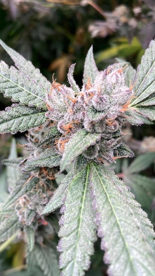 Rainbow Marker Clones (Lit Farms). Week 11