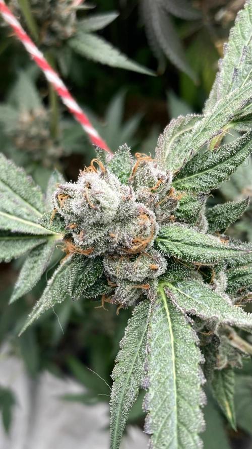 Rainbow Marker Clones (Lit Farms). Week 11