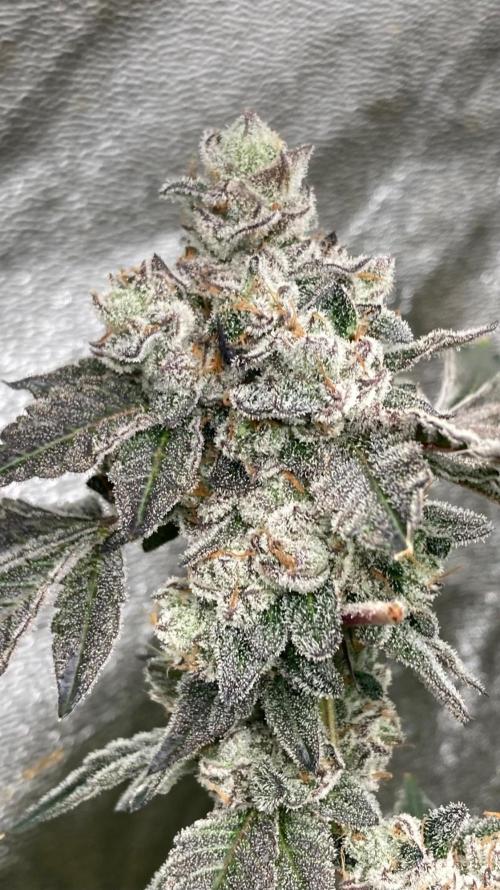 Rainbow Marker Clones (Lit Farms). Week 11