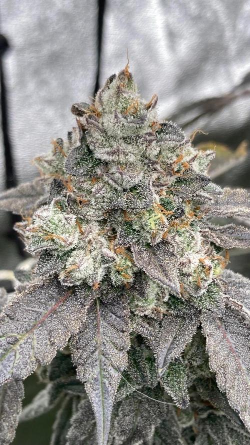 Rainbow Marker Clones (Lit Farms). Week 11