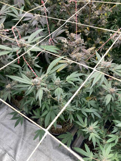 Rainbow Marker Clones (Lit Farms). Week 11