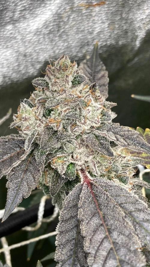 Rainbow Marker Clones (Lit Farms). Week 11