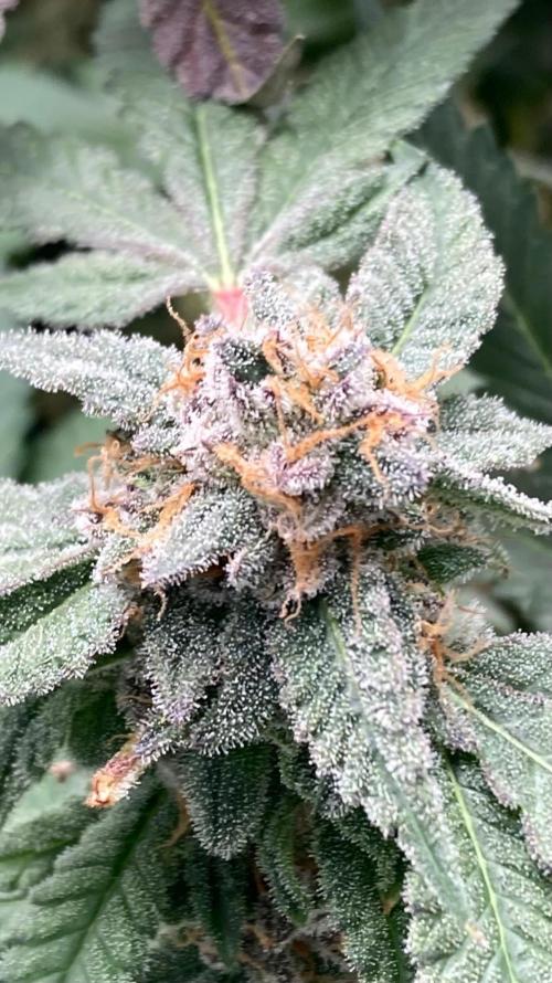 Rainbow Marker Clones (Lit Farms). Week 11